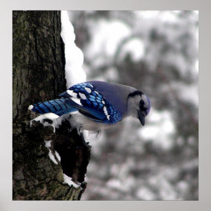 Blaues Jay-Plakat/Druck Poster