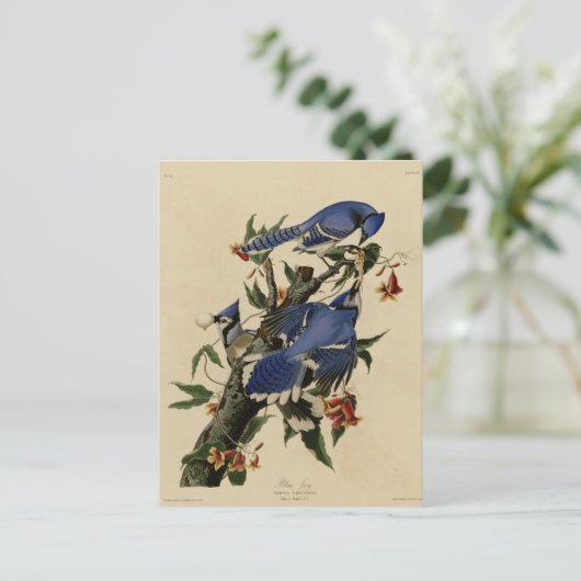 Blaues Jay Postkarte (Stehend Vorderseite)