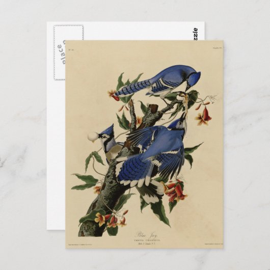 Blaues Jay Postkarte (Vorne/Hinten)
