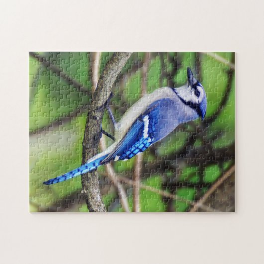 Blaues Jay-Puzzlespiel Puzzle (Horizontal)
