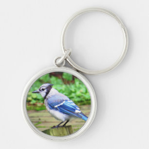 Blaues Jay-Schlüsselkette Schlüsselanhänger