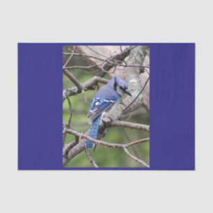Blaues Jay-Seidenpapier Seidenpapier