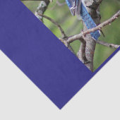 Blaues Jay-Seidenpapier Seidenpapier (Ausschnitt)