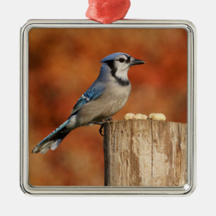 Blaues Jay Silbernes Ornament