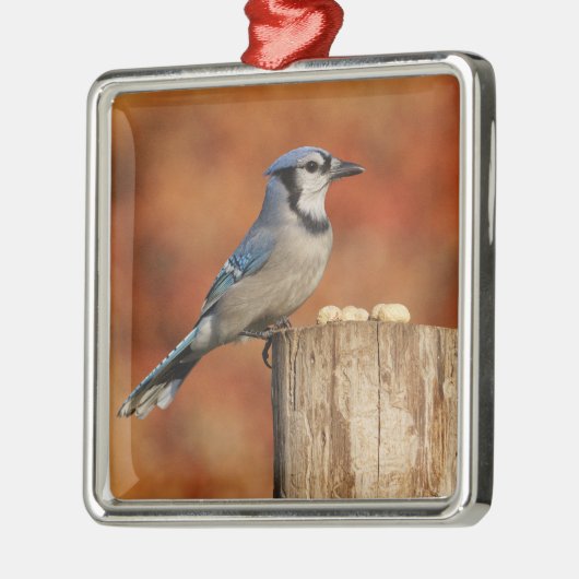 Blaues Jay Silbernes Ornament (Links)