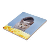 Blaues Kätzchen Fliese (Seite)