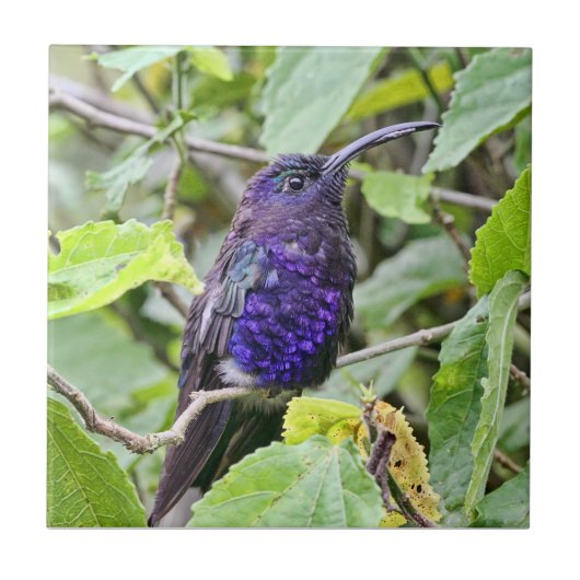 Blaues Kolibri-Foto Fliese (Vorderseite)