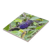 Blaues Kolibri-Foto Fliese (Seite)