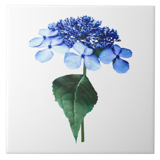 Blaues Lacecap Hydrangea Fliese (Vorderseite)