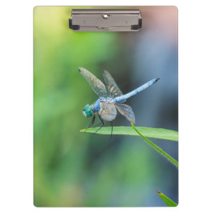 Blaues Libellen-Klemmbrett Klemmbrett
