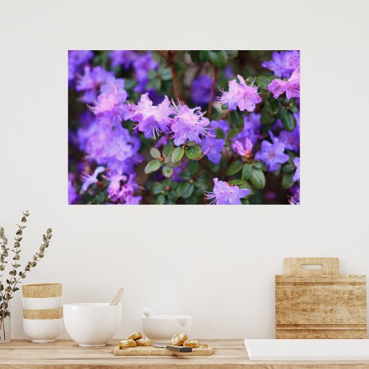 Blaues lila Rhododendron Poster (Küche)