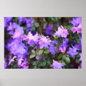 Blaues lila Rhododendron Poster (Vorne)