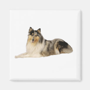 blaues merle raues Collielegen Magnet