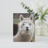 Blaues Mit Augen Alpaca Postkarte (Stehend Vorderseite)