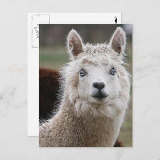 Blaues Mit Augen Alpaca Postkarte (Vorne/Hinten)