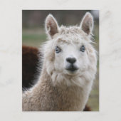 Blaues Mit Augen Alpaca Postkarte (Vorderseite)