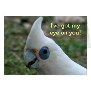 Blaues Mit Augen Cockatoo