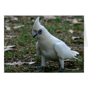 Blaues Mit Augen Cockatoo