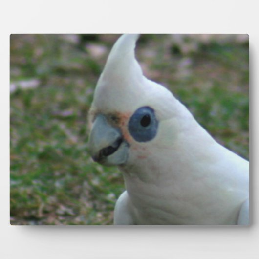 Blaues Mit Augen Cockatoo Fotoplatte (Vorderseite)