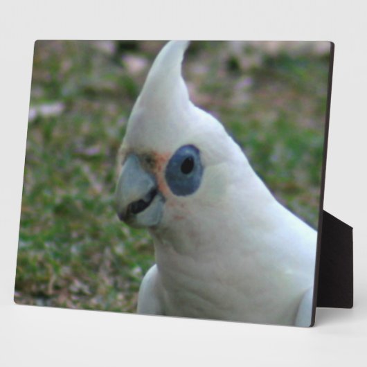 Blaues Mit Augen Cockatoo Fotoplatte (Seite)