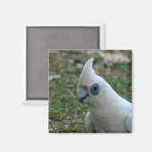 Blaues Mit Augen Cockatoo Magnet (Vorderseite/Rückseite)