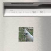 Blaues Mit Augen Cockatoo Magnet (In Situ (Geschirrspüler))