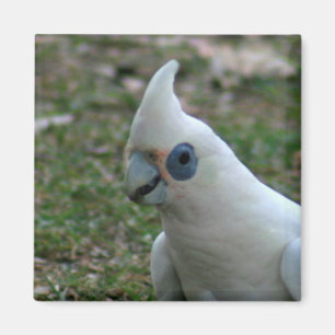 Blaues Mit Augen Cockatoo Magnet