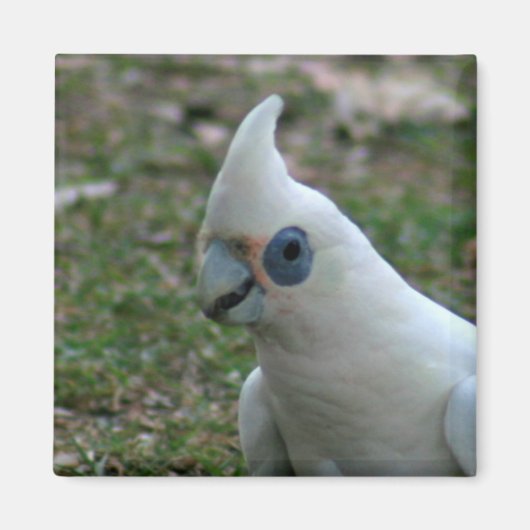 Blaues Mit Augen Cockatoo Magnet (Vorne)