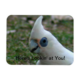 Blaues Mit Augen Cockatoo Magnet