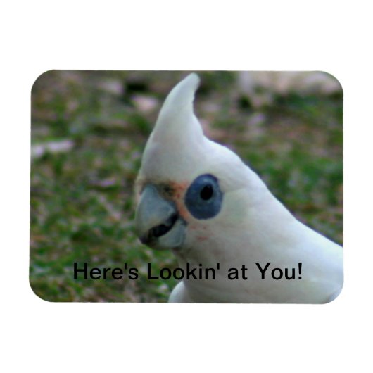 Blaues Mit Augen Cockatoo Magnet (Horizontal)