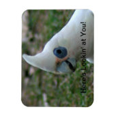 Blaues Mit Augen Cockatoo Magnet (Vertikal)