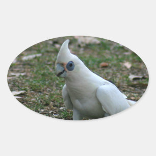 Blaues Mit Augen Cockatoo Ovaler Aufkleber