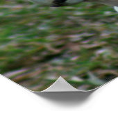 Blaues Mit Augen Cockatoo Poster (Ecke)