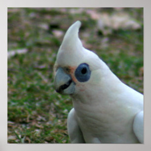 Blaues Mit Augen Cockatoo Poster