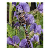 Blaues Mit Augen Darner Dragonfly-Glossy fotografi Poster (Vorderseite)