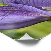 Blaues Mit Augen Darner Dragonfly-Glossy fotografi Poster (Ecke)