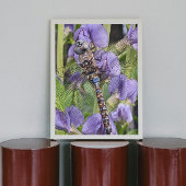 Blaues Mit Augen Darner Dragonfly-Glossy fotografi Poster