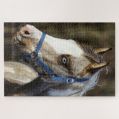 Blaues Mit Augen Fohlen Puzzle (Horizontal)