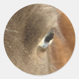 Blaues Mit Augen Pferd Runder Aufkleber