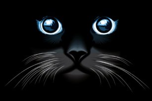 Das Blaue Augen Schwarze Katzen Der Katze Kunst Poster