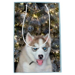 Blaues mit Augen sibirischer Mittlere Geschenktüte