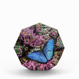 Blaues Morpho-Schmetterling-Insekt-Foto Fotoblock