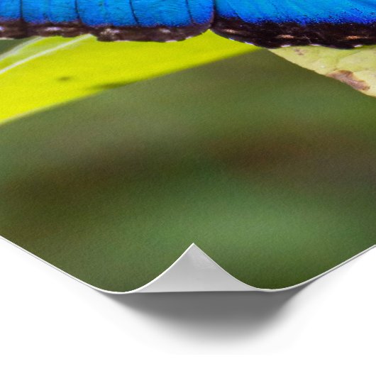 Blaues Morphon-Schmetterling-Poster Poster (Ecke)