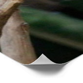 Blaues Papagei-Foto Poster (Ecke)