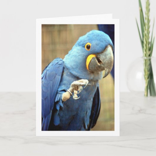 Blaues Papagei Karte (Vorderseite)