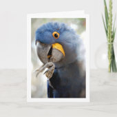 Blaues Papagei Karte (Vorderseite)