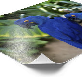 Blaues Papageien-Foto Fotodruck (Ecke)