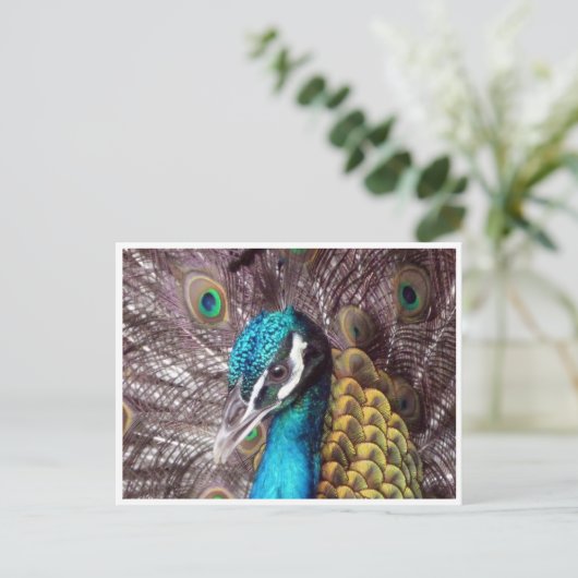 Blaues Pfauengesicht Postkarte (Stehend Vorderseite)