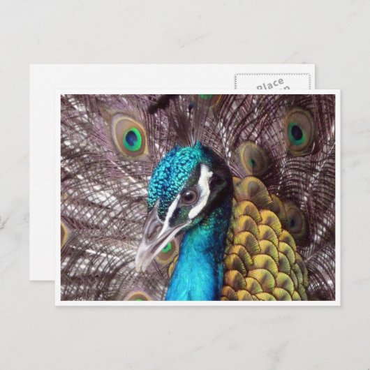 Blaues Pfauengesicht Postkarte (Vorne/Hinten)