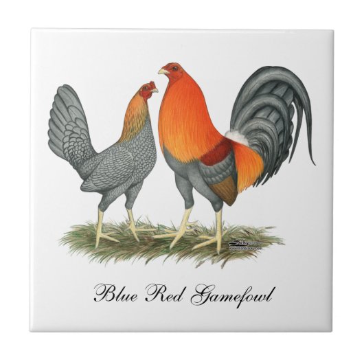 Blaues Rot Gamefowl Fliese (Vorderseite)